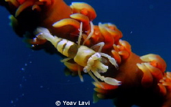 Wire coral shrimp.
Taken with canon s100 and two stacked... by Yoav Lavi 